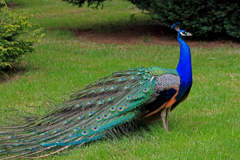 Peacock hope dudziro