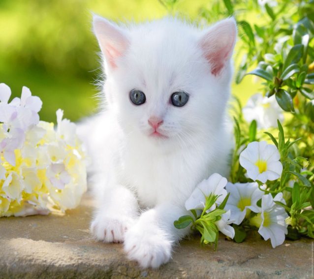 قطة بيضاء في المنام